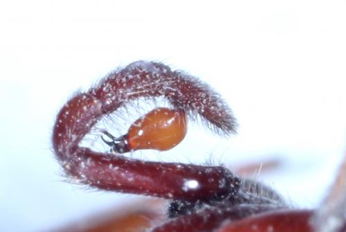 Réf. 255 131 : Harpactea rubicunda